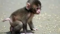 ویدئوی بامزه از واکنش جالب میمون به حرکات شعبده باز