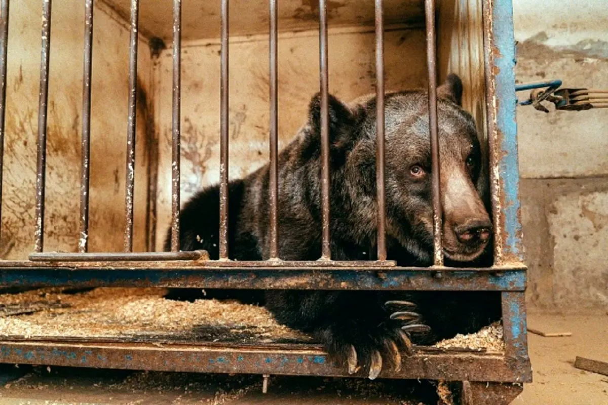 داستان دردناک تنهاترین خرس جهان