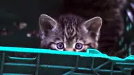 ویدئوی بامزه از تلاش یک بچه گربه برای فرار از قفس