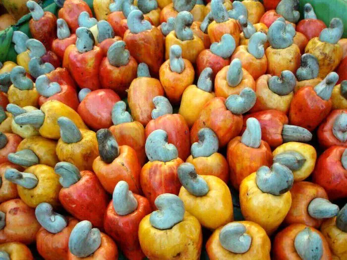 تصاویر باورنکردنی از میوه بادام هندی!