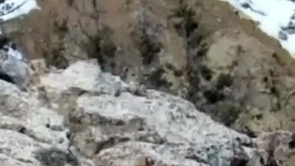 ویدئوی زیبا از بازی توله‌پلنگ با مادرش در ارتفاعات مازندران