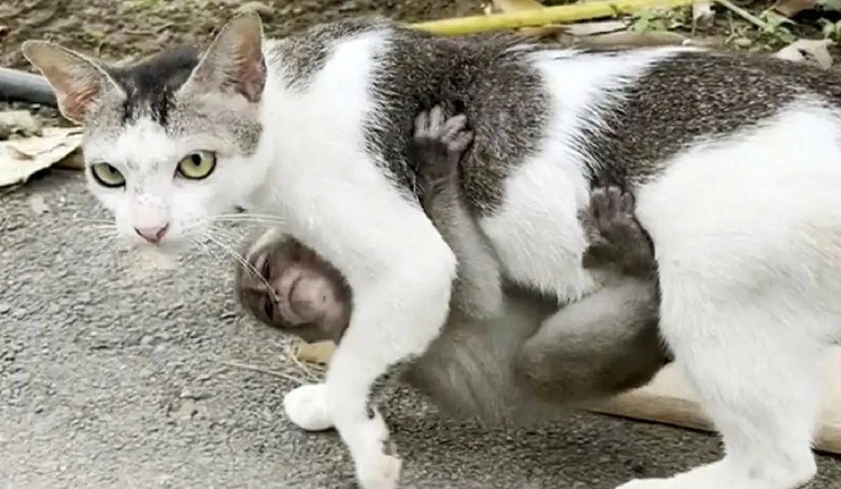 این گربه‌ یک بچه میمون را به فرزندی قبول کرده است! + ویدئو