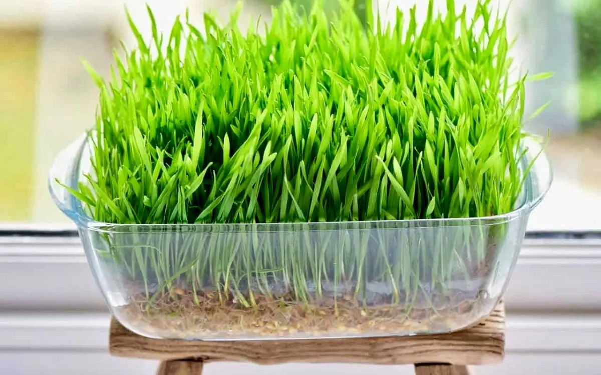 راهکارهای ساده برای کاشت سبزه‌ گندم  پر و زیبا برای عید