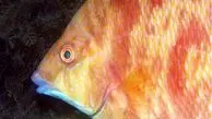 تصاویر شگفت‌انگیز از ماهی عجیبی که با پوستش می‌بیند!