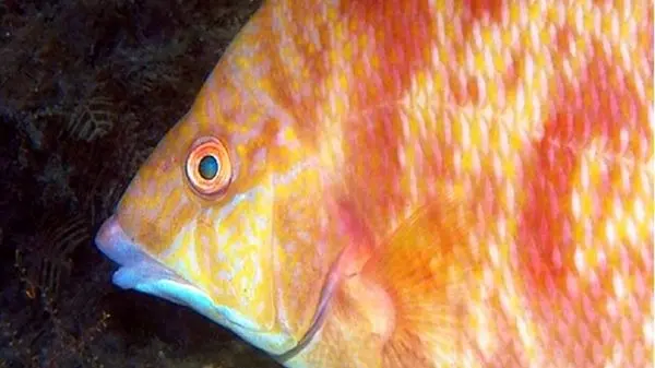 ویدئویی باورنکردنی از بیرون کشیدن سنگ زینتی از سر ماهی کپور سیاه