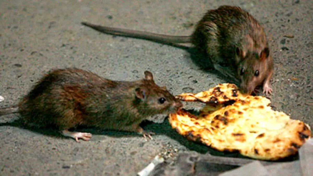 ویدئویی جالب از مبارزه‌ی موش‌ها بر سر یک تکه پیتزا!