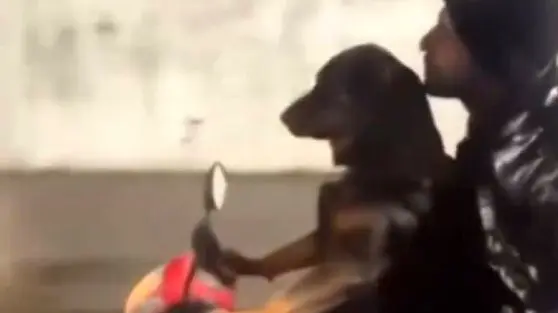 ویدئویی باورنکردنی از موتورسواری یک سگ در خیابان‌های تهران!