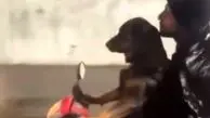 ویدئویی باورنکردنی از موتورسواری یک سگ در خیابان‌های تهران!
