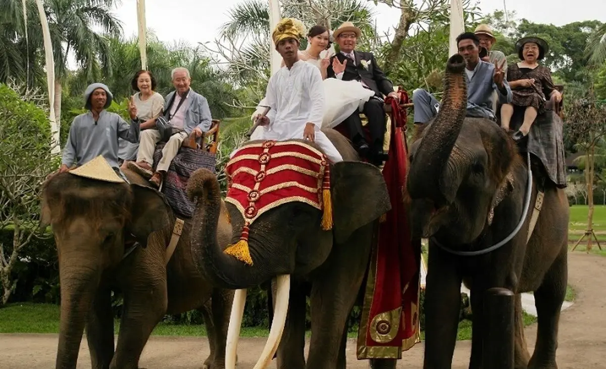 ویدئوی جالب از پرتاب دسته گل عروس توسط فیل!