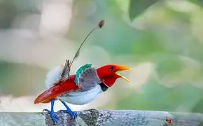 عکس زیبا از پرندگان
