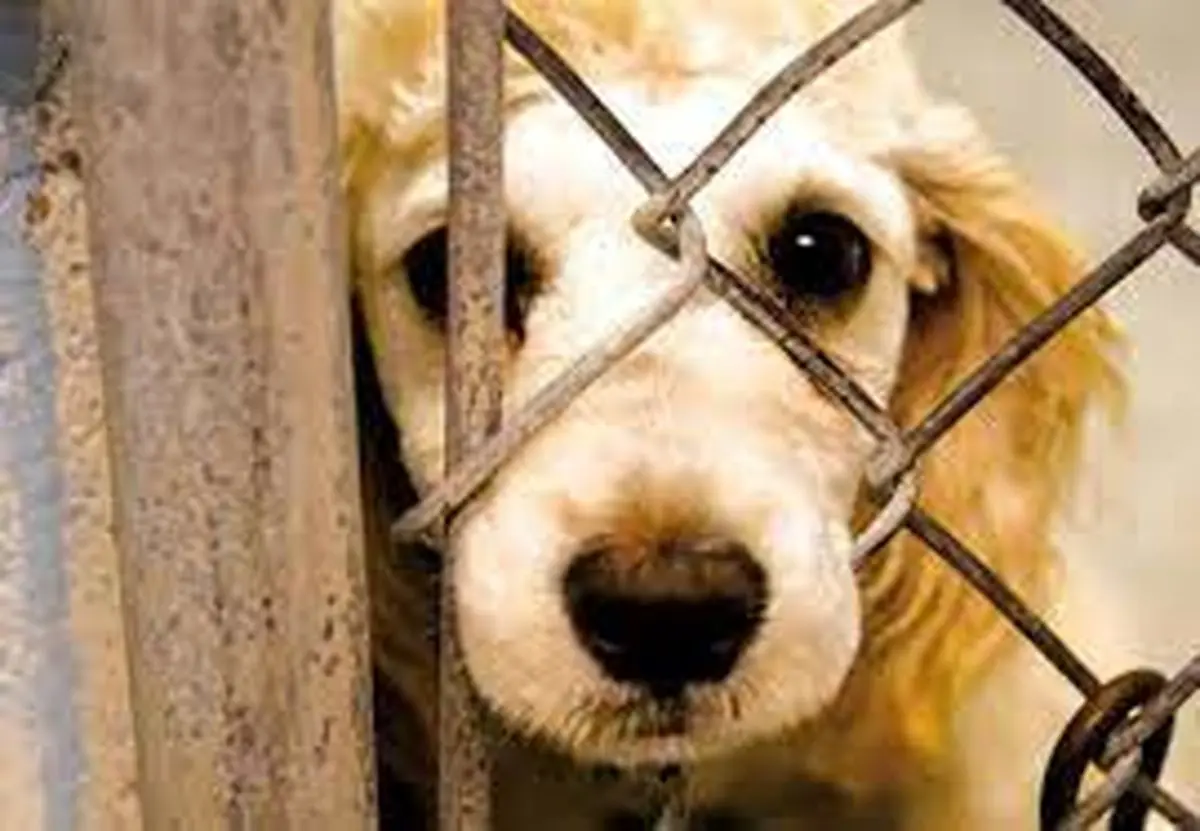 ویدئوی دیدنی از واکنش حیوانات به آزادی از قفس