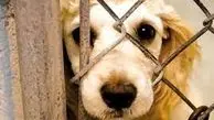 ویدئوی دیدنی از واکنش حیوانات به آزادی از قفس