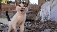 ویدئویی از گربه‌های هاتای ترکیه که خانه‌های ویران شده را ترک نمی‌کنند!