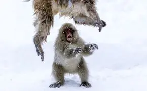 تصاویر زیبا از میمون‌های برفی
