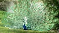 ویدئو: ساخت طاووس مقوایی در خانه