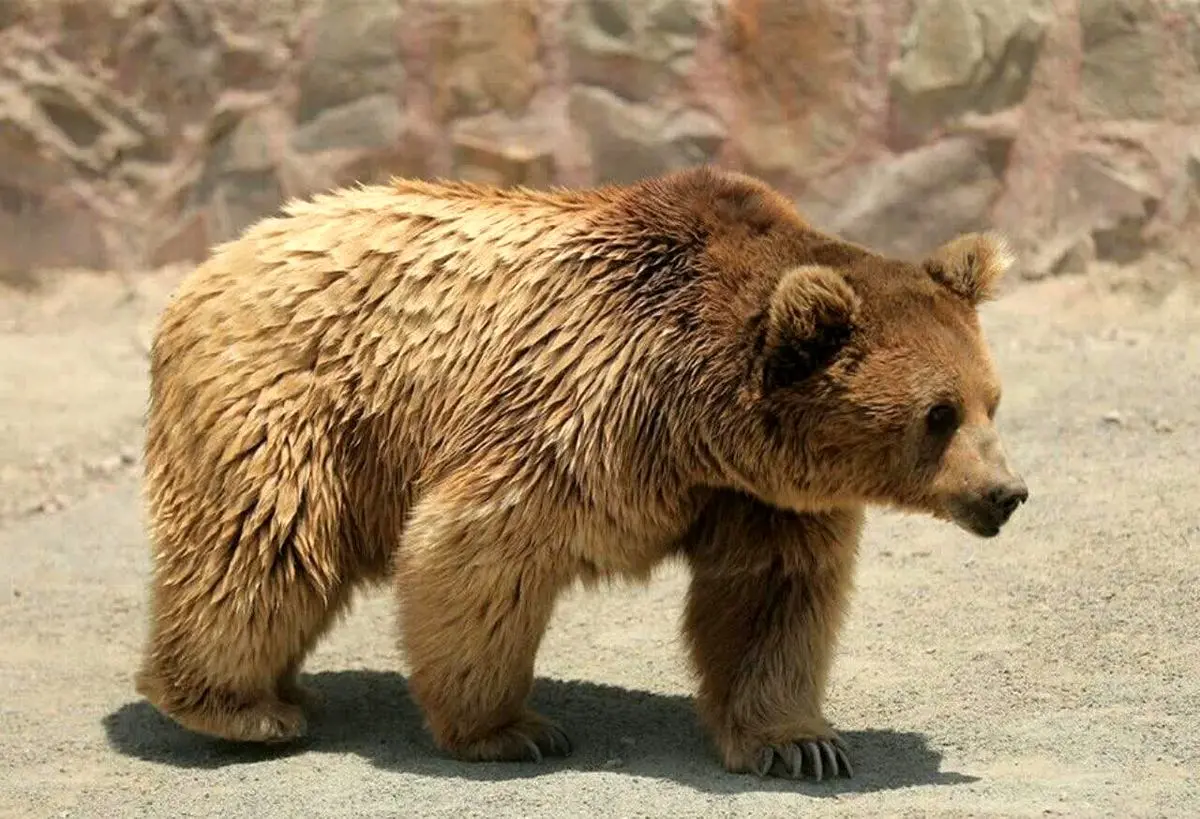 ویدئو: گیر افتادن سه خرس قهوه‌ای در استخر!