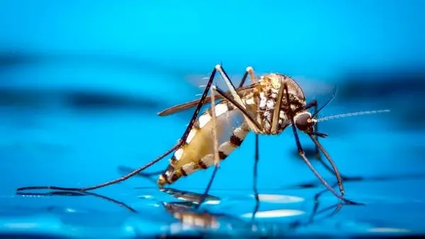 چرا پشه‌ها برخی را بیشتر نیش می‌زنند؟