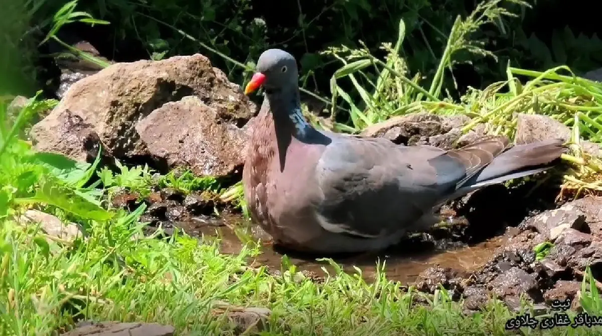ویدئوی بامزه از آبتنی کبوتر جنگلی و سهره‌ها در مازندران