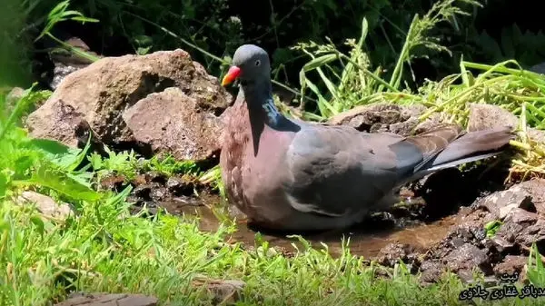 ویدئوی خنده‌دار از پس گردنی کبوتر به یک جوانِ در حال عبور!