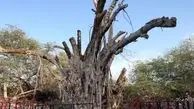 نابودی درخت انجیر معابد ۵۰۰ ساله کیش! + ویدئو