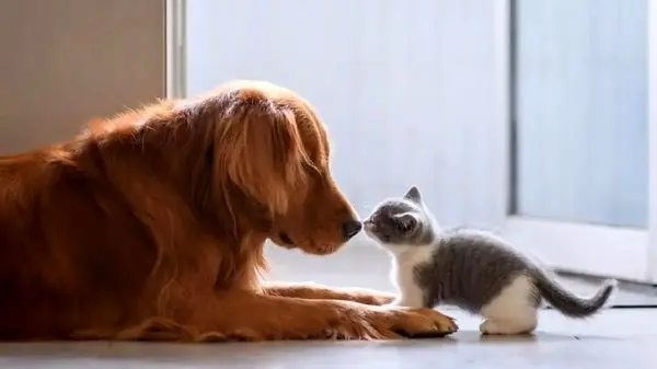 ویدئویی بامزه از شیر دادن گربه به جوجه تیغی‌های گرسنه!