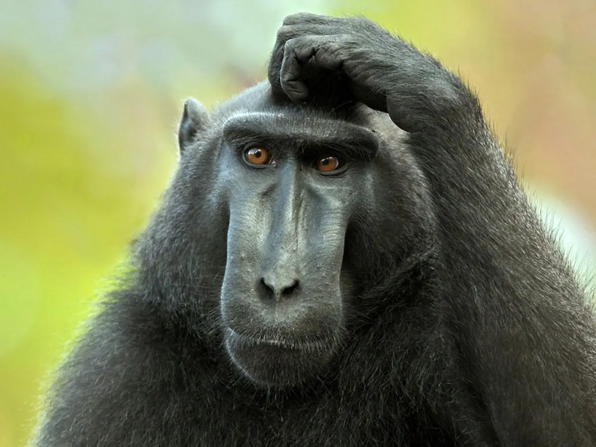 چرا میمون‌ها مثل طوطی‌ها نمی‌توانند حرف یزنند؟