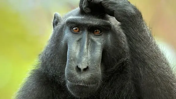 ویدئوی باورنکردنی از شکار میمون توسط عقاب!