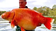 صید  ماهی قرمز ۳۰ کیلویی!
