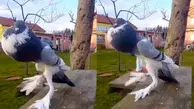 کبوتری با ظاهر عجیب و عضلانی! + ویدئو