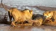 ویدئو: حمله گروهی شیرهای ماده به یک تمساح