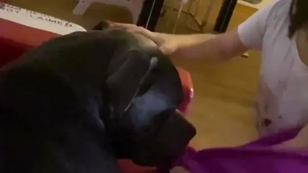 ویدئوی جالب گربه مصدوم خود را به بیمارستان می‌رساند