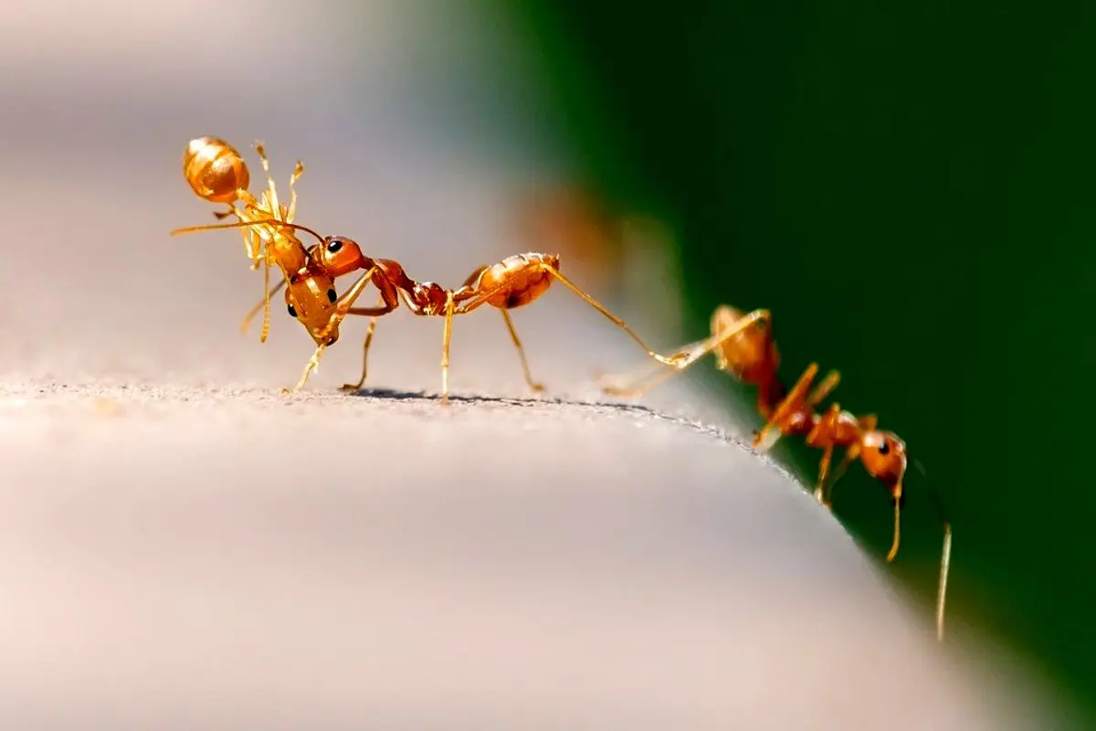 کشف رابطه جنسی عجیب مورچه‌ها!