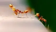 کشف رابطه جنسی عجیب مورچه‌ها!