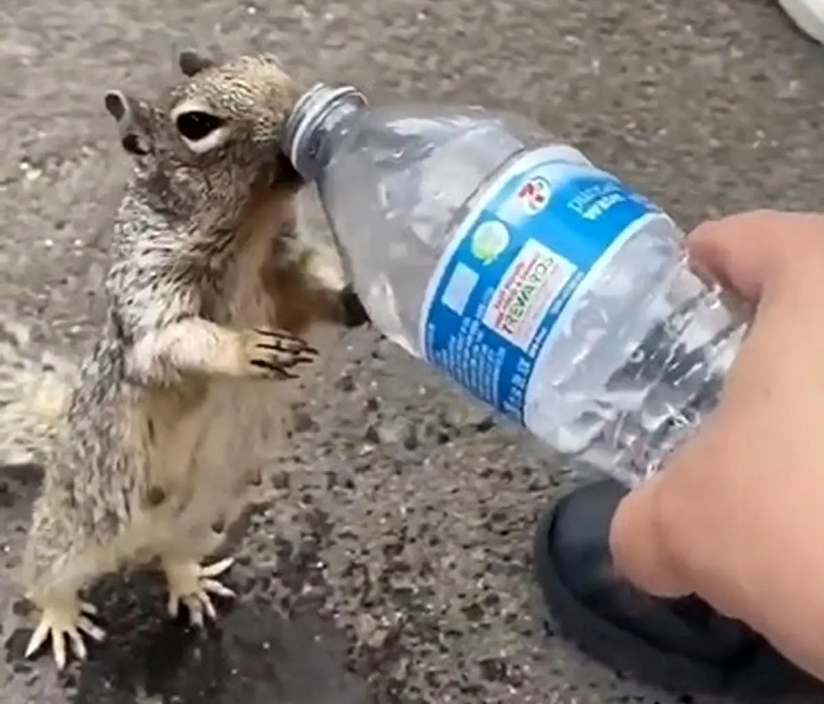 ویدئوی جالب از سیراب کردن سنجاب تشنه با آب معدنی