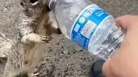 ویدئوی جالب از سیراب کردن سنجاب تشنه با آب معدنی