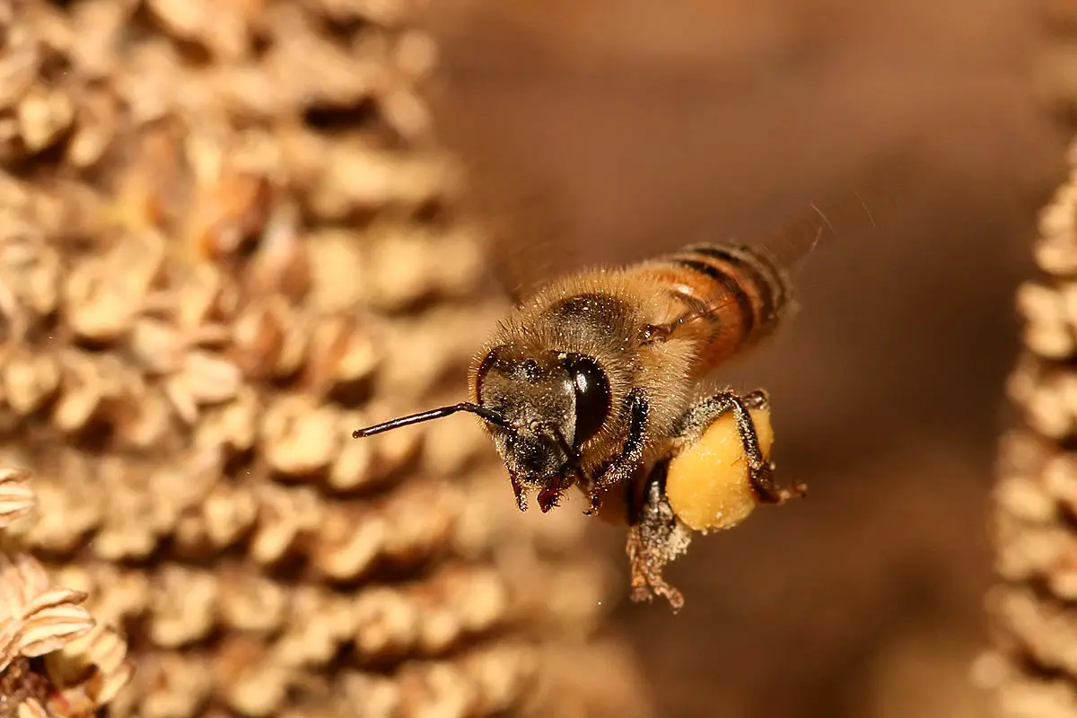 ساخت واکسن برای زنبورهای عسل در امریکا! + ویدئو