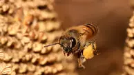 ساخت واکسن برای زنبورهای عسل در امریکا! + ویدئو