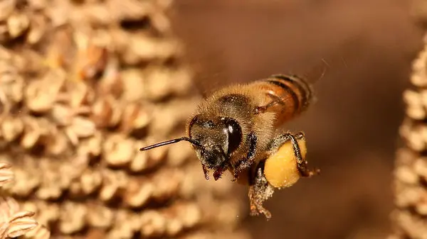 فواید باورنکردنی زهر زنبورعسل که نمی‌دانید