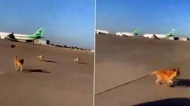 ویدیویی جالب از لحظه تعقیب و گریز سگ‌های ولگرد با هواپیما!