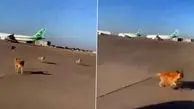 ویدیویی جالب از لحظه تعقیب و گریز سگ‌های ولگرد با هواپیما!