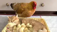 دوستی عجیب و باورنکردنی گربه با مرغ و جوجه‌هایش