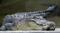 ویدئوی وحشتناک از حمله خونین تمساح به یک مرد