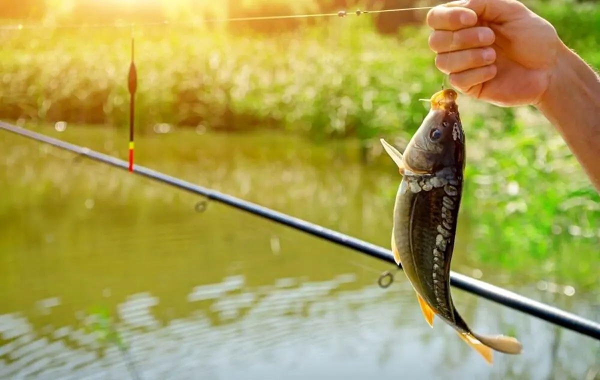 ویدئوی جالب از ترفند ساده وصل کردن قلاب ماهی‌گیری به نخ
