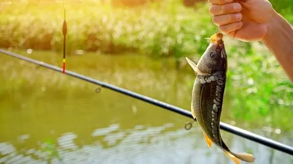 ویدئوی جالب از ساخت تله ماهیگیری با بطری نوشابه!