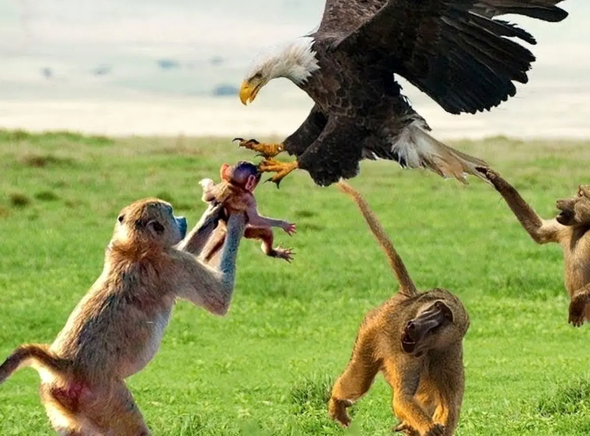 ویدئوی باورنکردنی از شکار میمون توسط عقاب!