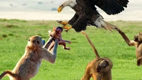 ویدئویی باورنکردنی از لحظه شکار یک میمون توسط عقاب تاجدار!