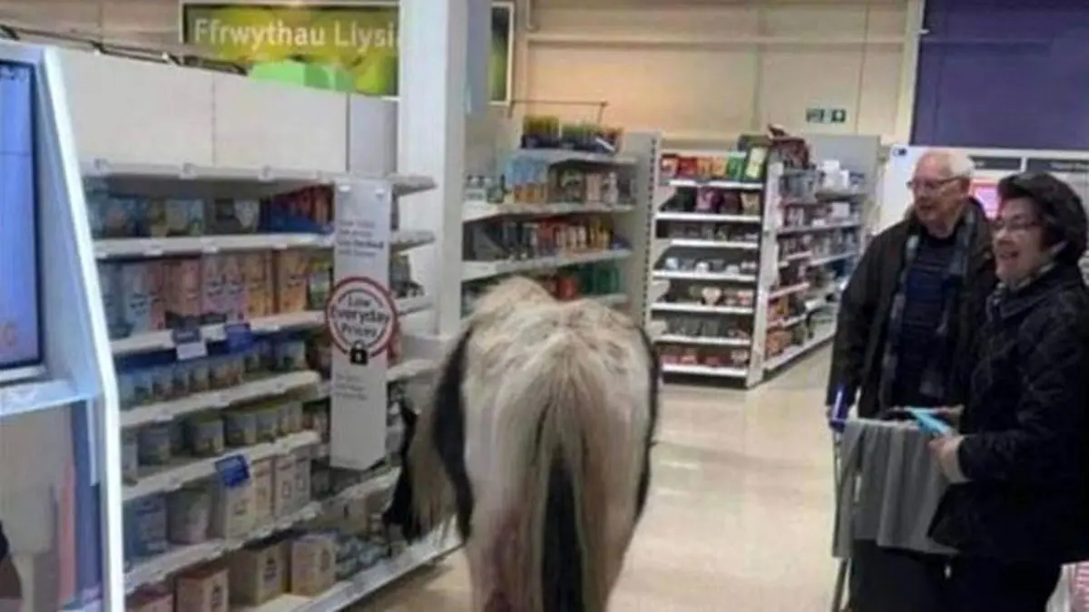 ویدئوی باورنکردنی از حضور یک اسب در فروشگاه زنجیره‌ای