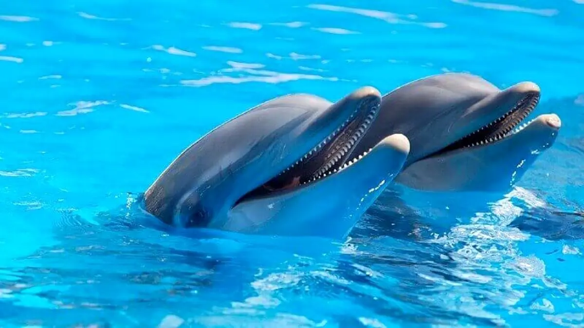 مهربانی یک ماهی‌گیر که دلفین را بنده خودش کرد + ویدئو
