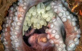 تصاویر شگفت‌انگیز از دنیای زیر اقیانوس