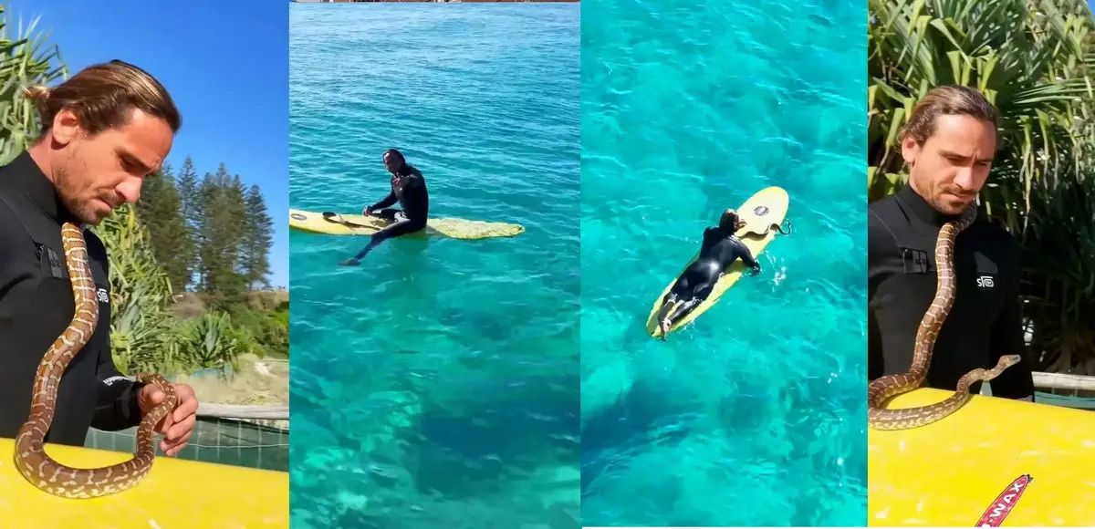 ویدئویی عجیب از موج‌سواری با یک مار پیتون!